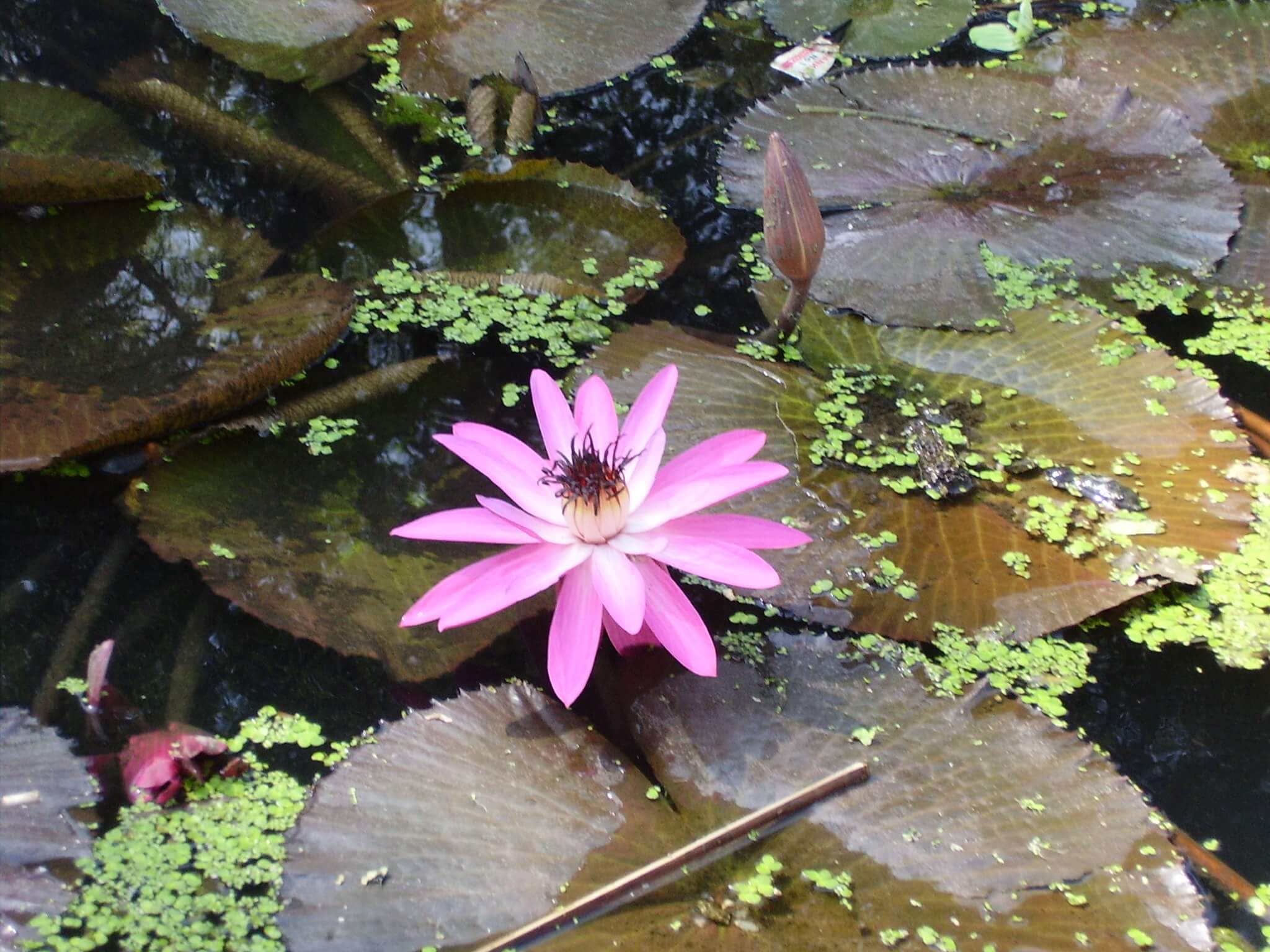 las flores de hazel